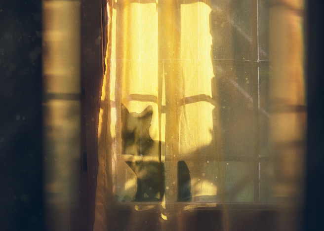 Photo by Simon Berger on Unsplash